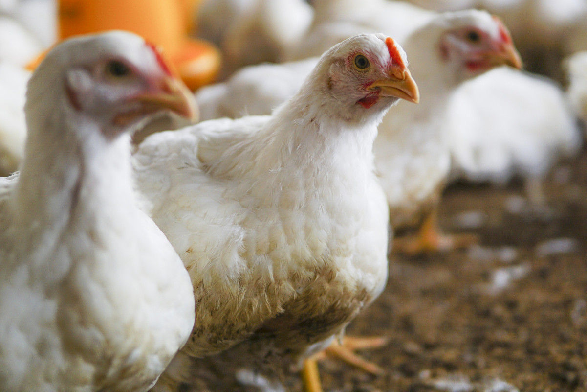  The white chicken in a farm