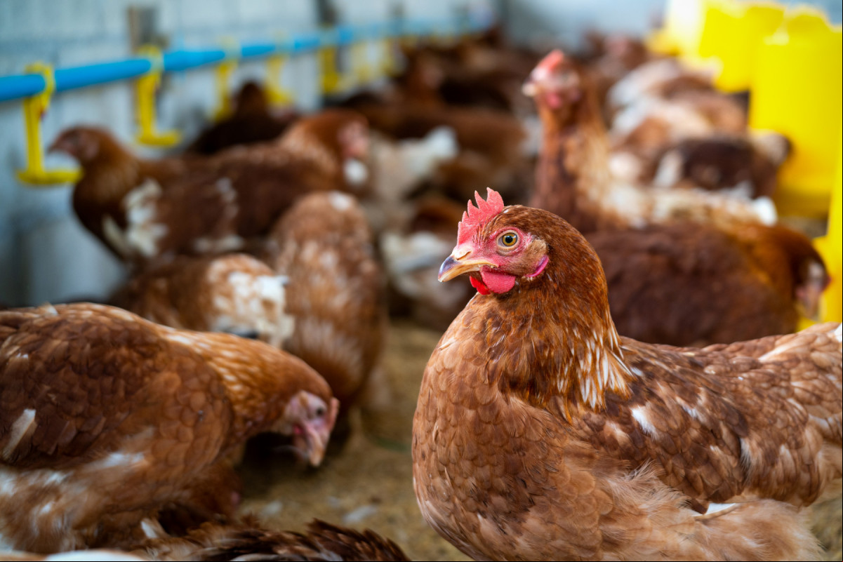 Brown chickens, hens in farm./Freepik Brown chickens, hens in farm./Freepik